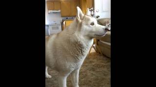 Husky vocalizing