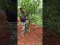 Desbaste Tornado Fácil! Método de Agitação para Frutificação Relaxada!