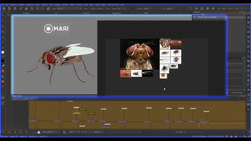 Fly texturing in mari