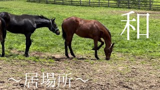 【1歳馬たちの放牧地】　「ここは、いつまでも僕の場所』☘☘