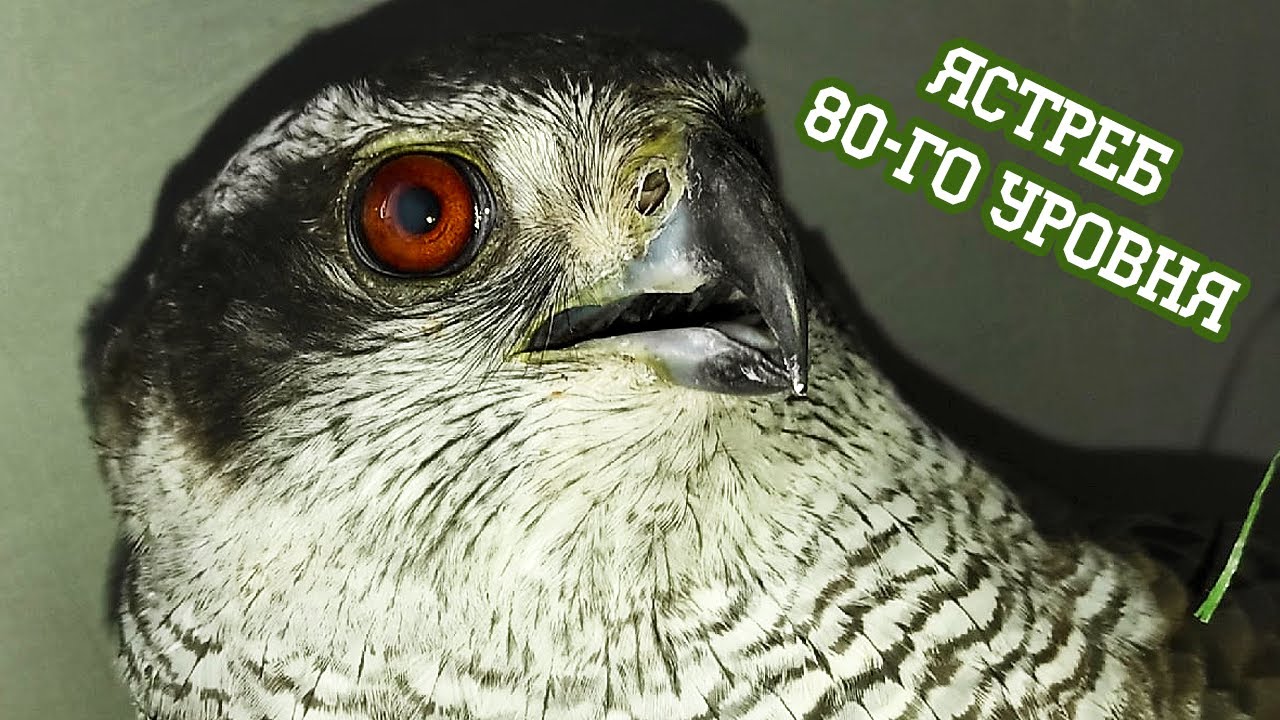 Куры и ястреба — все равны перед лицом доктора!