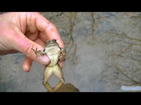 Vidéo: Pourquoi les poissons et les grenouilles pondent-ils plus d'œufs ?