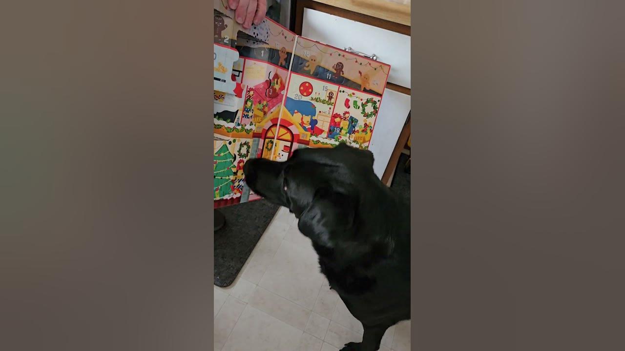 BarkBox 2023 Advent Calendar Day 7 of 24 barkbox adventcalendar labrador shorts YouTube