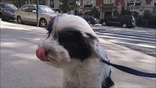 Ziggy & Molly UWS Tibetan Terriers 2016 NYC by New York Dogs 42 views 1 year ago 12 minutes, 14 seconds