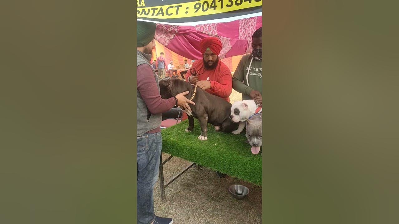 patiala dog show 5/12/21 stud service and pup available location