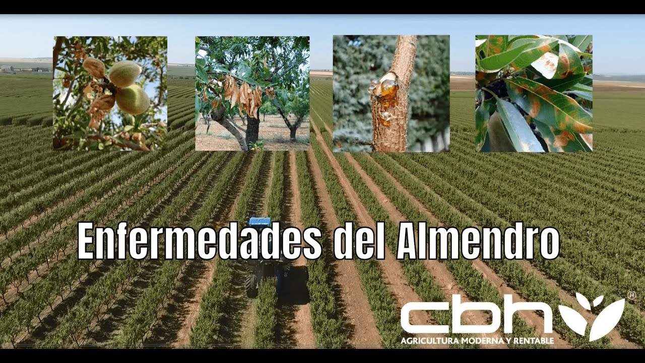 🌳🤒 Principales Enfermedades del Almendro y Tratamientos