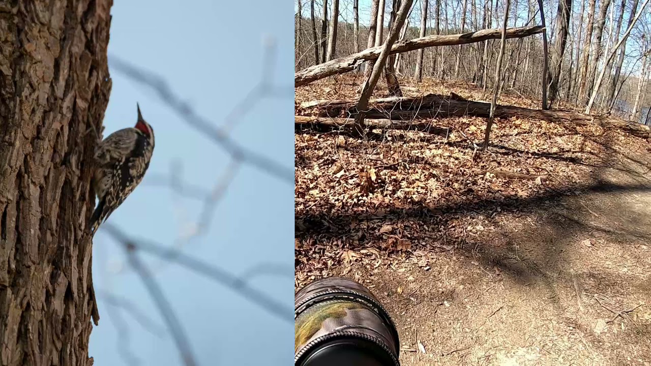 POV Wildlife Photography (Great Blue Heron)