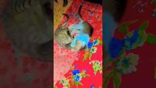 #catfacts #catsfacts #babycat #babykitty #cutecat #cute #love #like