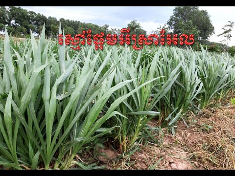 ស្មៅផ្អែមអីស្រាអែល Israel sweet grass