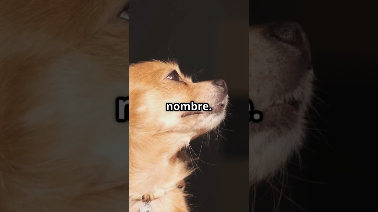 pueden los perros saber su nombre 