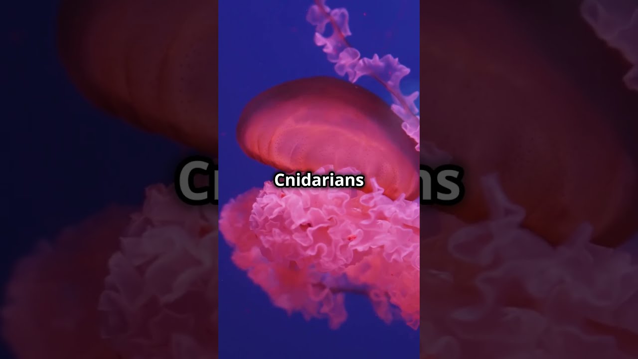 Biology 101 Meet The Cnidarians