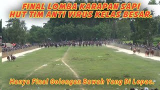 Final Lomba Karapan Sapi HUT Tim Anti Virus Kelas Besar Di Lap Asemanis Pamekasan. 