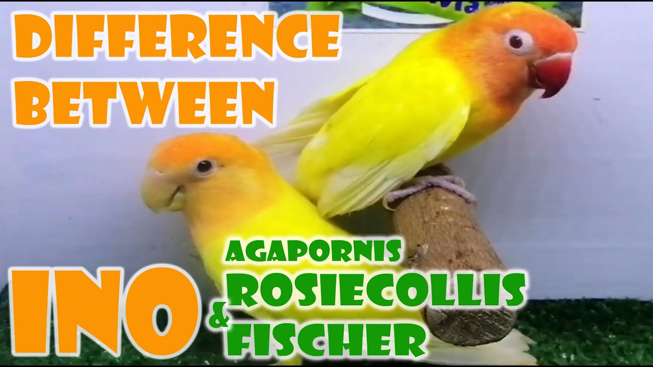 DIFFERENCE OF INO ROSIECOLLIS AND INO EYERING / PAGKAKAIBA NG LUTINO (ROSIECOLLIS AT FISCHER)