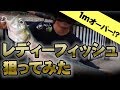 １mオーバーのレディーフィッシュを狙ってみた！