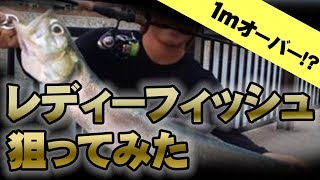 １mオーバーのレディーフィッシュを狙ってみた！