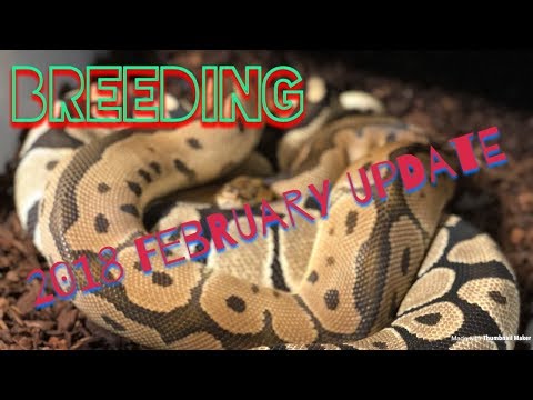 Breeder Female Updates!!! Albinos, Redstripes And Orange Dream Projects