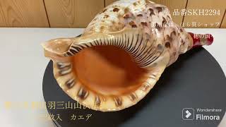 法螺貝（ほら貝）販売のお店