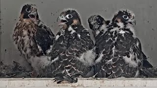 San Jose CH Falcons: Chicks go from 0 to 1000 in the morning 🏎️🐥🐥🐥🐥 2024 June 4