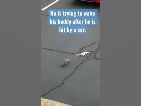 Squirrel hit by a car - YouTube
