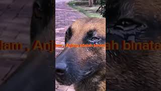 mimpi digigit anjing #short