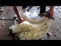 Sheep shearing - Bowen Technique