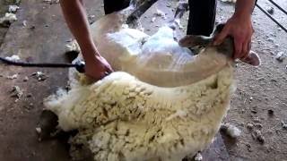 Sheep shearing - Bowen Technique