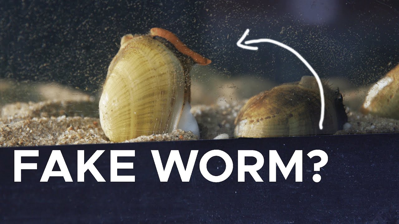 Why mussels make these creepy fake worms