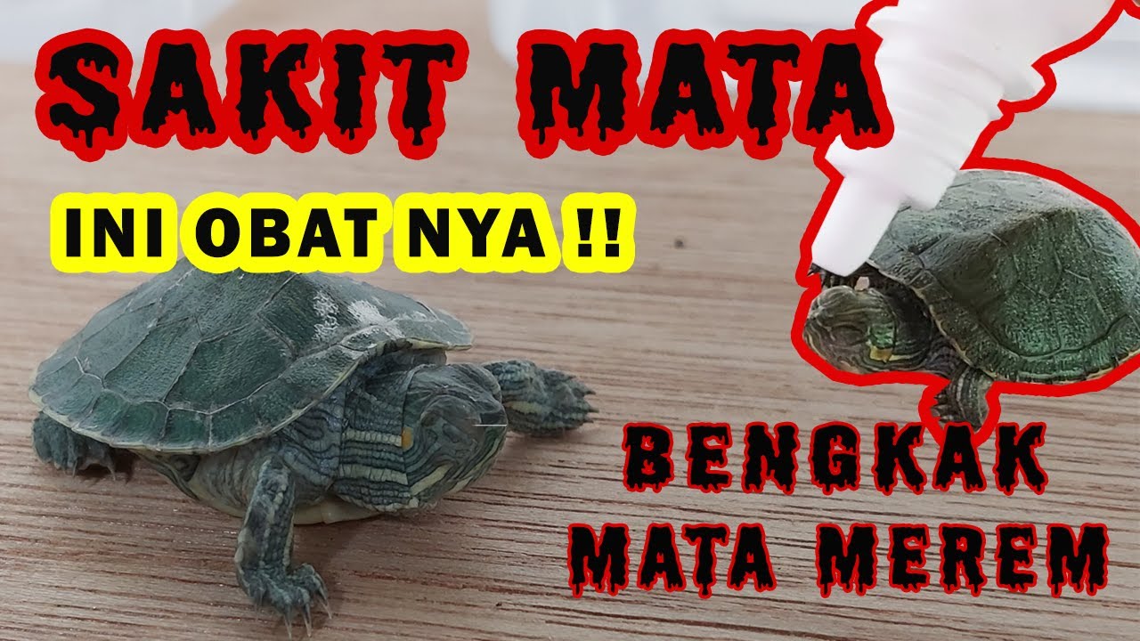 Cara mengobati KURA KURA SAKIT MATA, mata bengkak, mata merem | #8