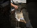 Restoring a 100-Year-Old Rusted Ship Anchor to Like-New Condition! ⚓✨RustRemoval #Satisfying #ASMR