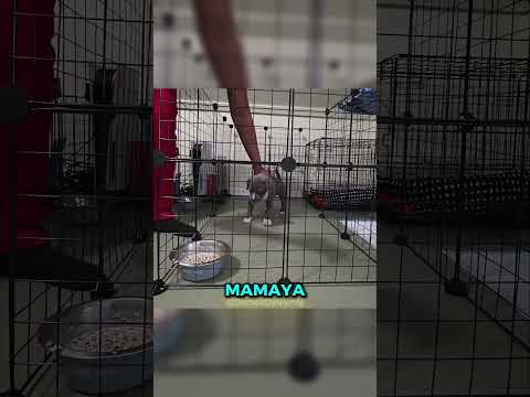 Yeni Bir Yavru Köpeği Eğitmek! 🤯