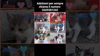 Adozione urgente o finiranno per strada. Hanno solo 2 mesi, aiutatemi a condividere oppure adottare