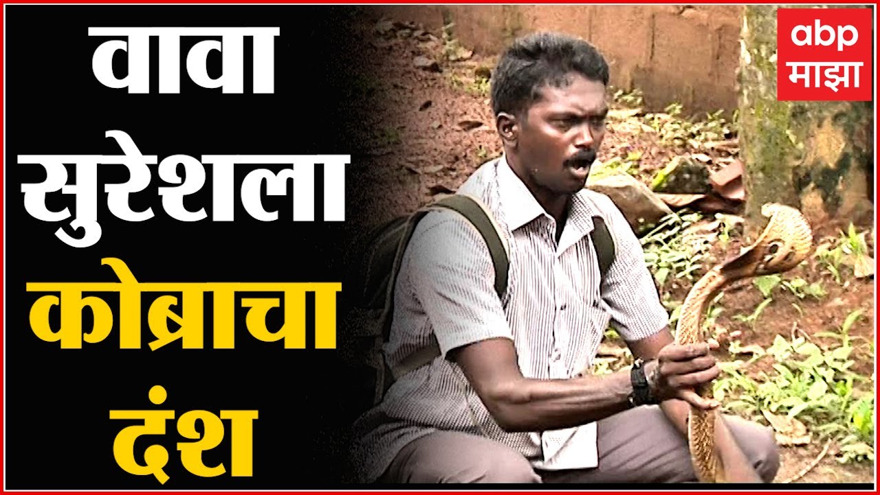 Vava Suresh Snake catcher : आतापर्यंत 50 हजार साप पकडले, आता कोब्राचा दंश, स्नेक कॅचर व्हेंटिलेटरवर!
