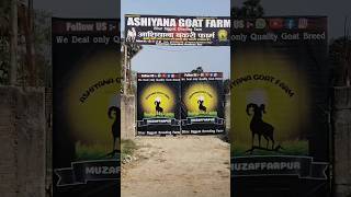 मुजफ्फरपुर बकरी फार्म Qurbani khassi special collection for 2026bakreid #ashiyanagoatfarm#muz#bihar