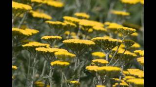 My Flickr photos in Pummelvision 2011