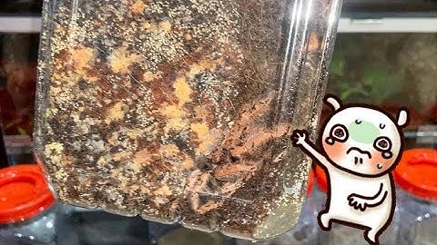 Still afraid of yellow mushrooms in tarantula cage?