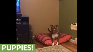 Dog Flawlessly Closes Door On Command