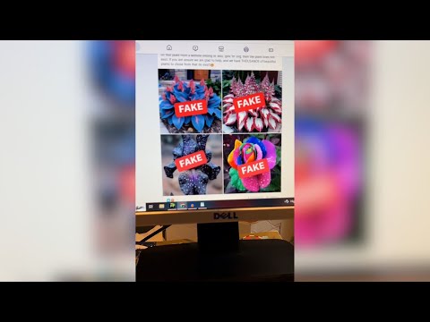 Mayseeds Leak: The Truth Finally Surfaces