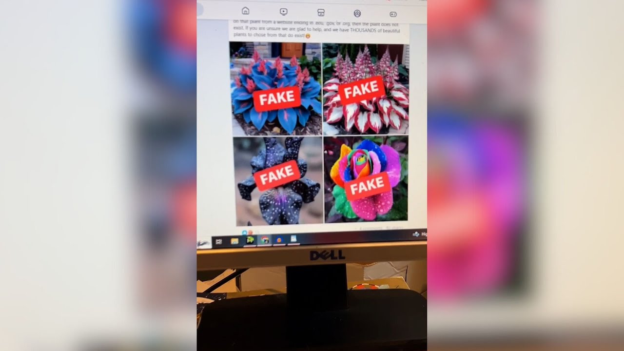 See the ‘seeds’ that scammers are selling  for AI-generated plants that don’t exist 