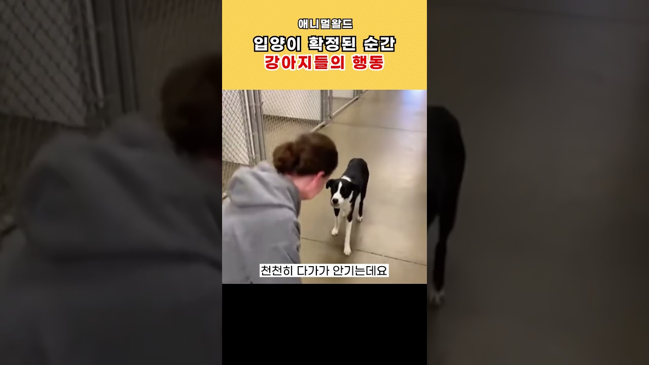 강아지가 입양이 확정된 순간 보이는 행동 (유기견 보호소)