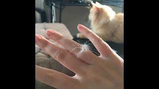 Marry a cat!  Funny video with cats and kittens!