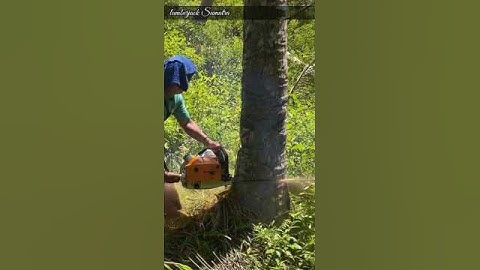cutting down trees coconut tree#lumberjack#shortvideo#coconuttree#wood