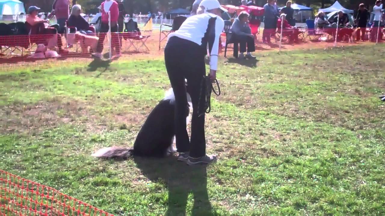team-billy-19th-qq-skyline-agility-club-trial-october-23-2011-youtube
