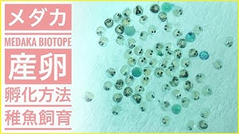 メダカ卵 Youtube