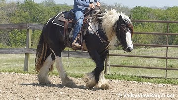 A Wizards Spell Kensingtons Mirella - mount, turns, jog, lope, stops! - ValleyViewRanch.net