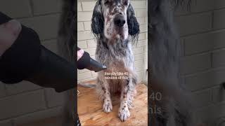 Grooming an English Setter for show