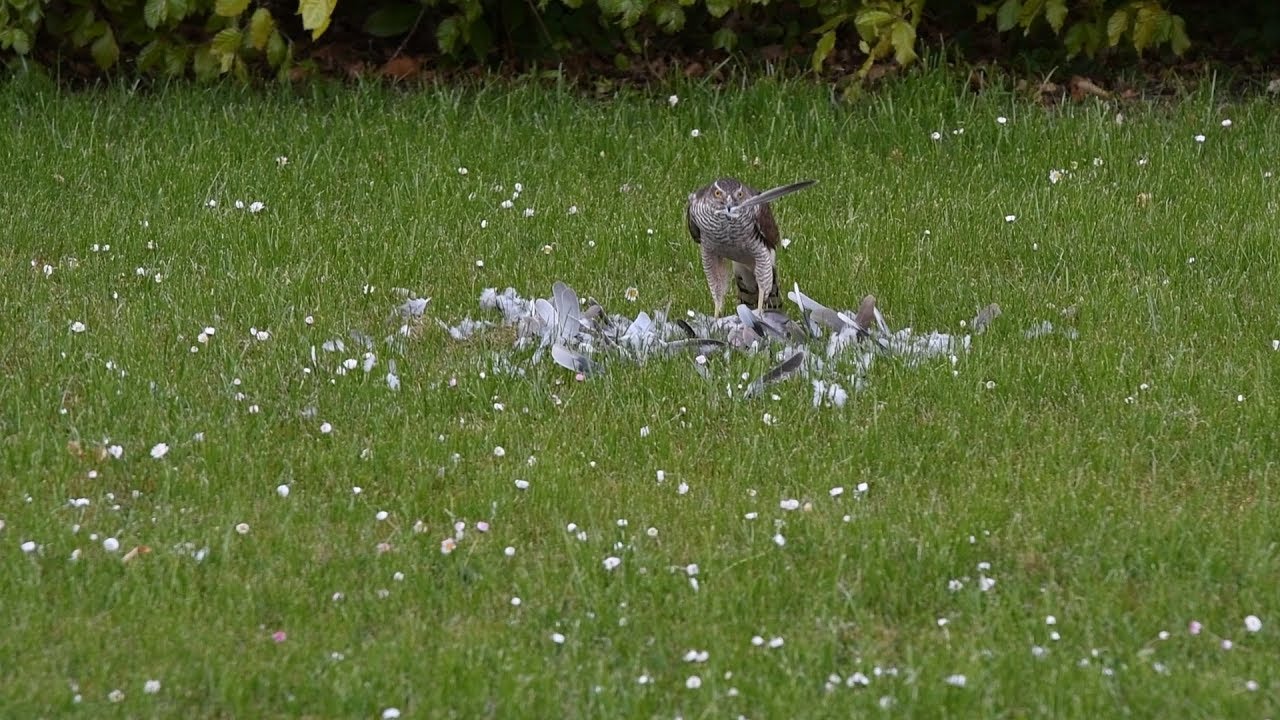Duehøg (Accipiter gentilis)  spiste aftensmad i vores baghave.