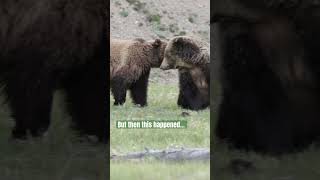 Two Yellowstone grizzlies go from fighting to flirting in seconds! #grizzlies #yellowstone