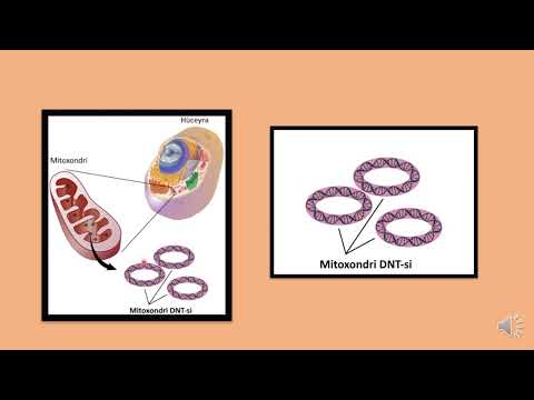 Video: Mitoxondriyanın üç funksiyası hansılardır?