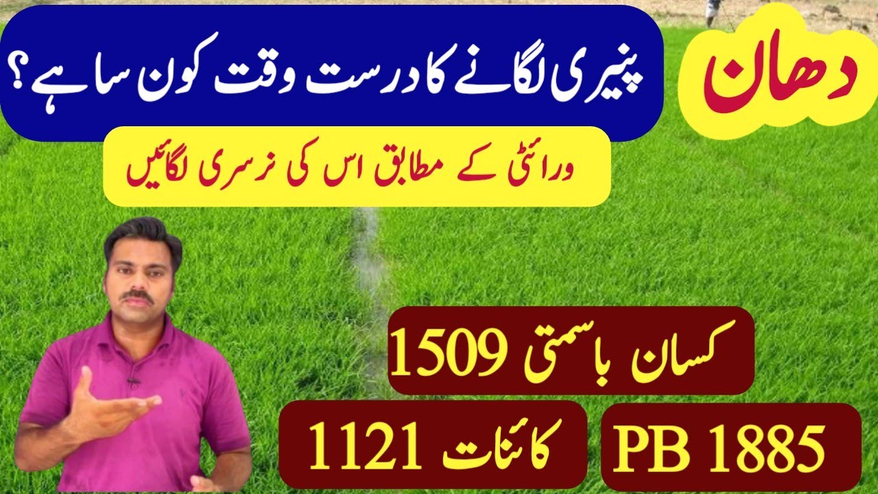 Abid Rice Ideal seed sowing time for rice crop | Paddy Nursery raising time ...