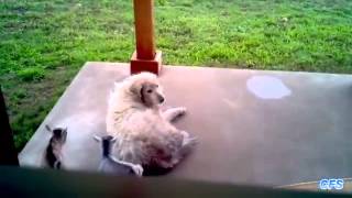 Cute Baby Goats Compilation || CFS
